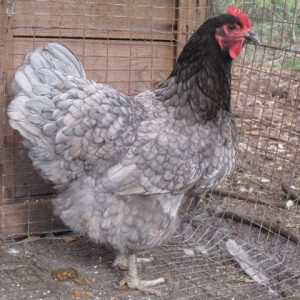 Blue Jersey Giant Chicken