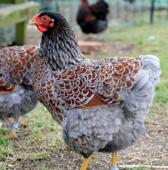 Blue Laced Red Wyandotte Koops Coops