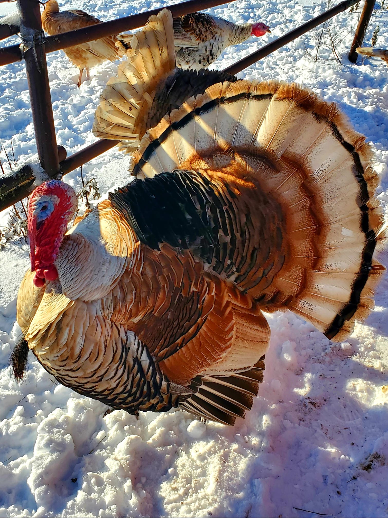 Sweetgrass Turkey Koops Coops