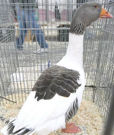Saddleback Pomeranian Goose