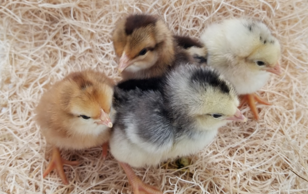 Prairie Bluebell chicks