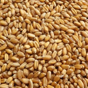 chicken wheat seeds