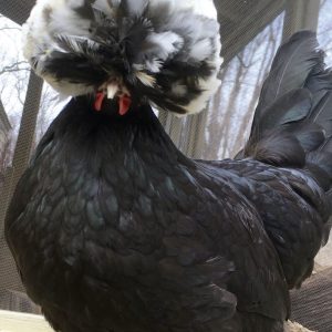 Polish Chicken Hen