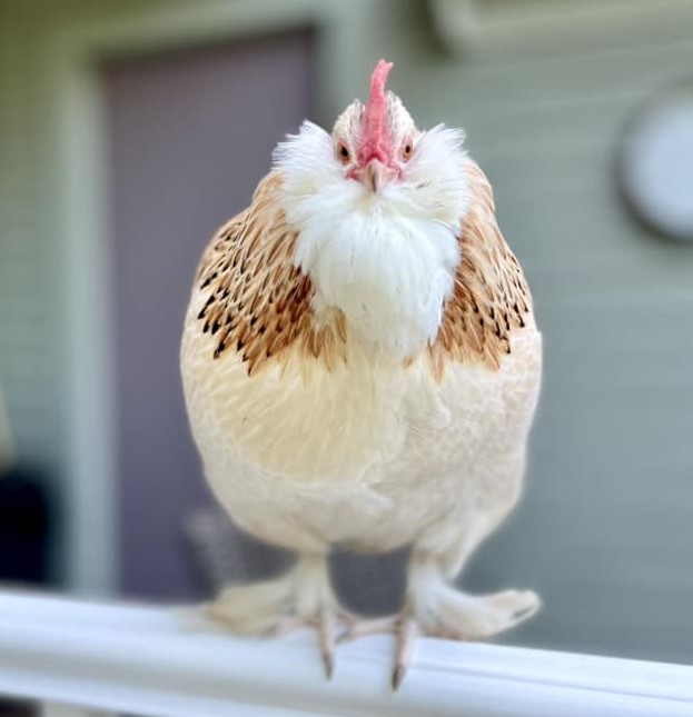 Salmon Faverolles Koops Coops