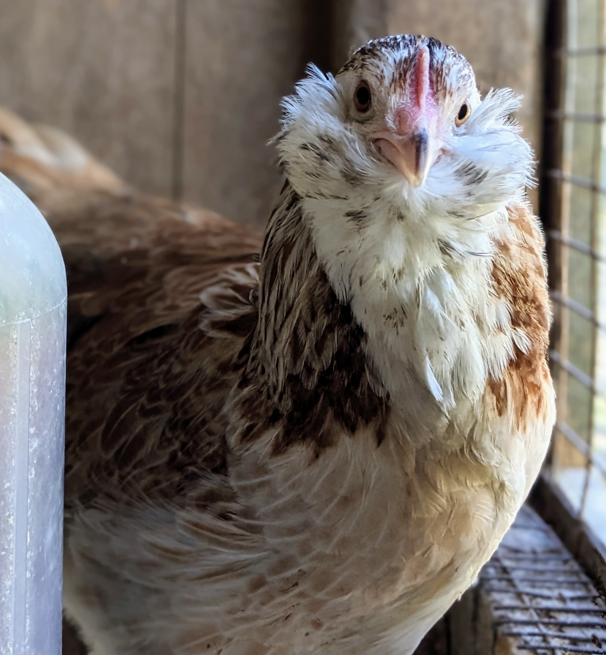 Salmon Faverolles Koops Coops