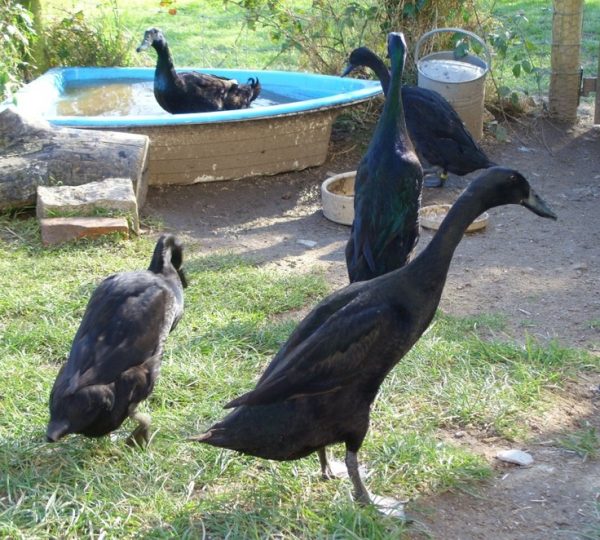Black Runner Ducks
