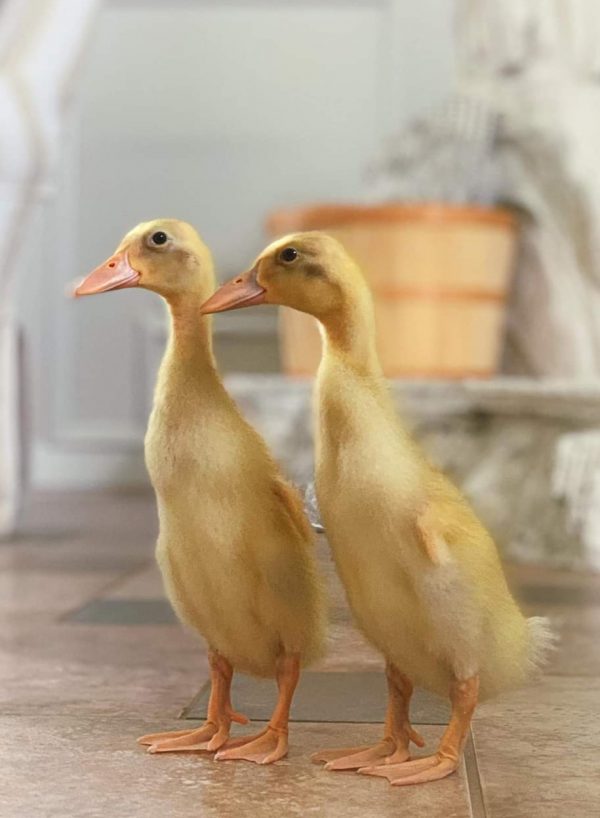 Fawn and White Runner Duck Babies