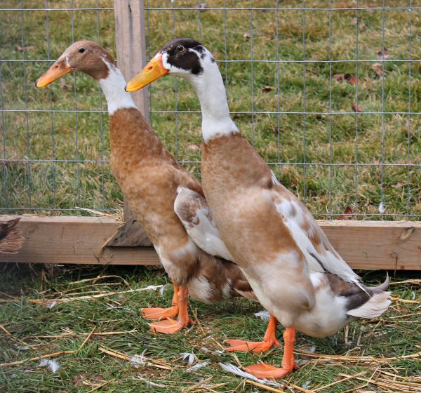 Fawn and White Runner Duck