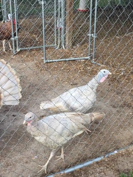 Lilac Turkey - Koops Coops