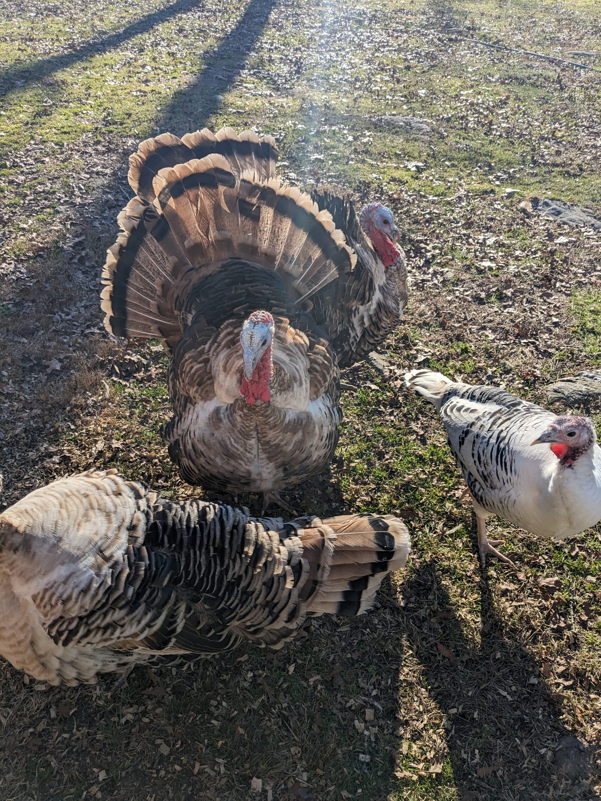 Sweetgrass Turkey Koops Coops