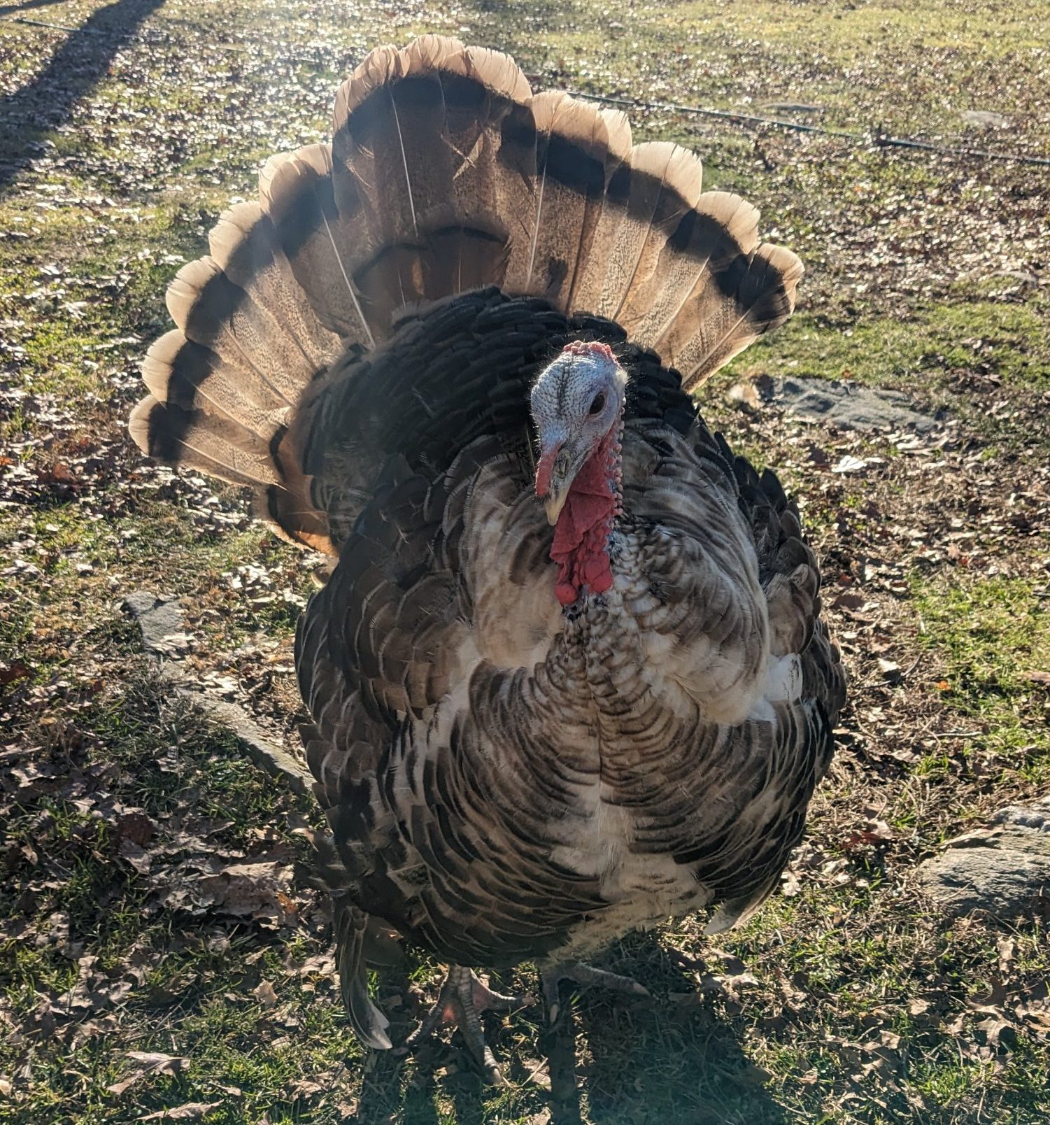 Sweetgrass Turkey Koops Coops