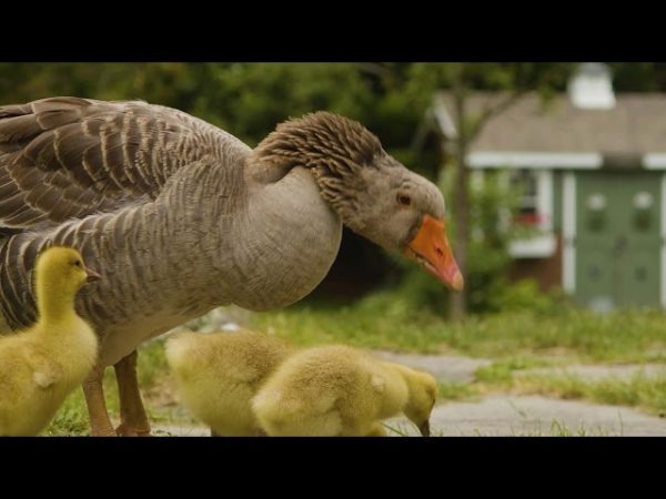 Toulouse Goose Mom