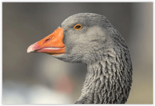 Toulouse Goose Mugshot