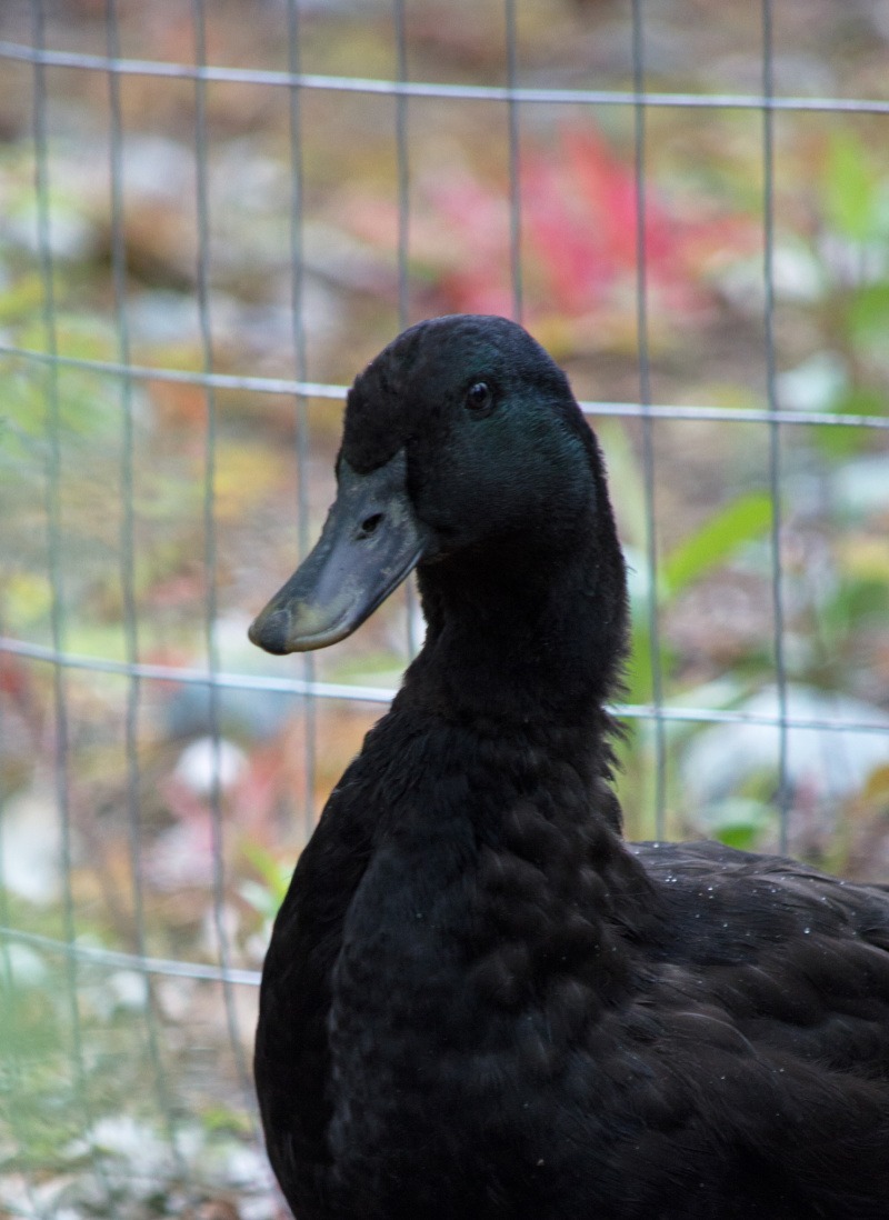 Cayuga Duck Koops Coops