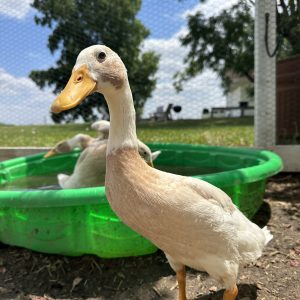 Fawn and White Runner Duck