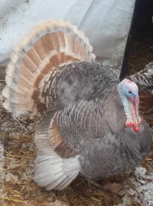 Lilac Turkey - Koops Coops
