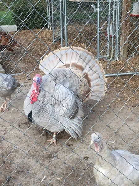 Lilac Turkey - Koops Coops