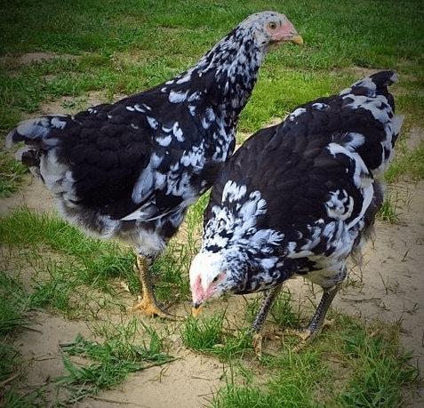 Mottled Java Hens