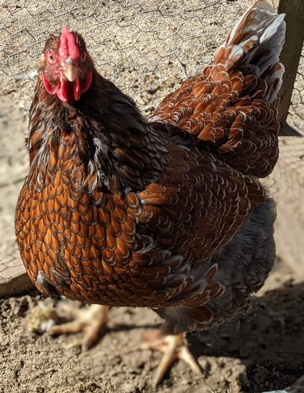 Blue Laced Red Wyandotte