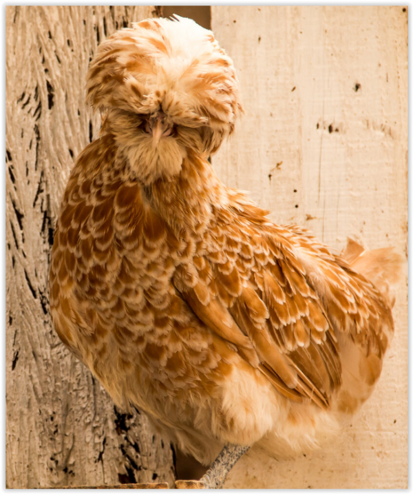 Polish Buff Laced Crested Koops Coops