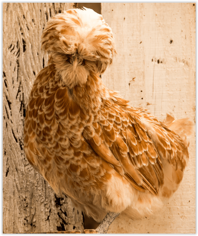 Polish Buff Laced Crested Koops Coops