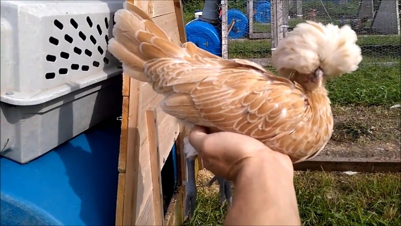 Polish Buff Laced Crested Koops Coops