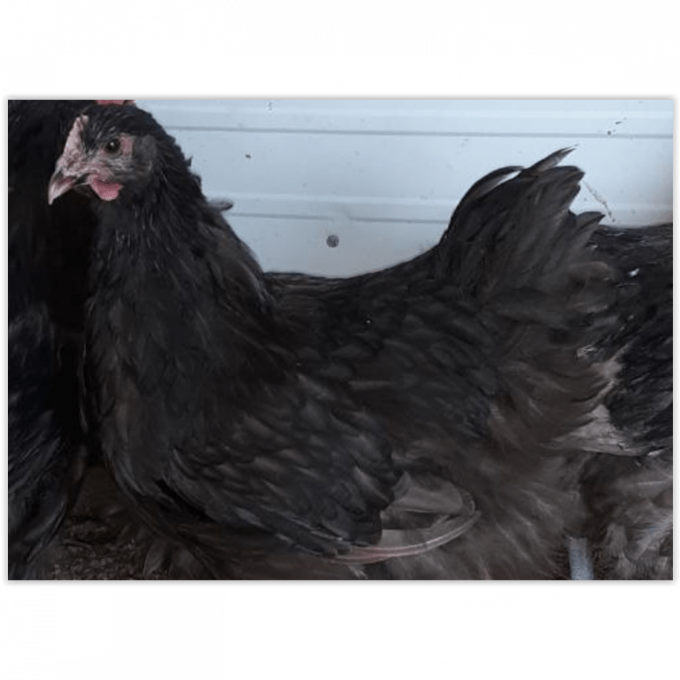 Orpington - Chocolate - Koops Coops