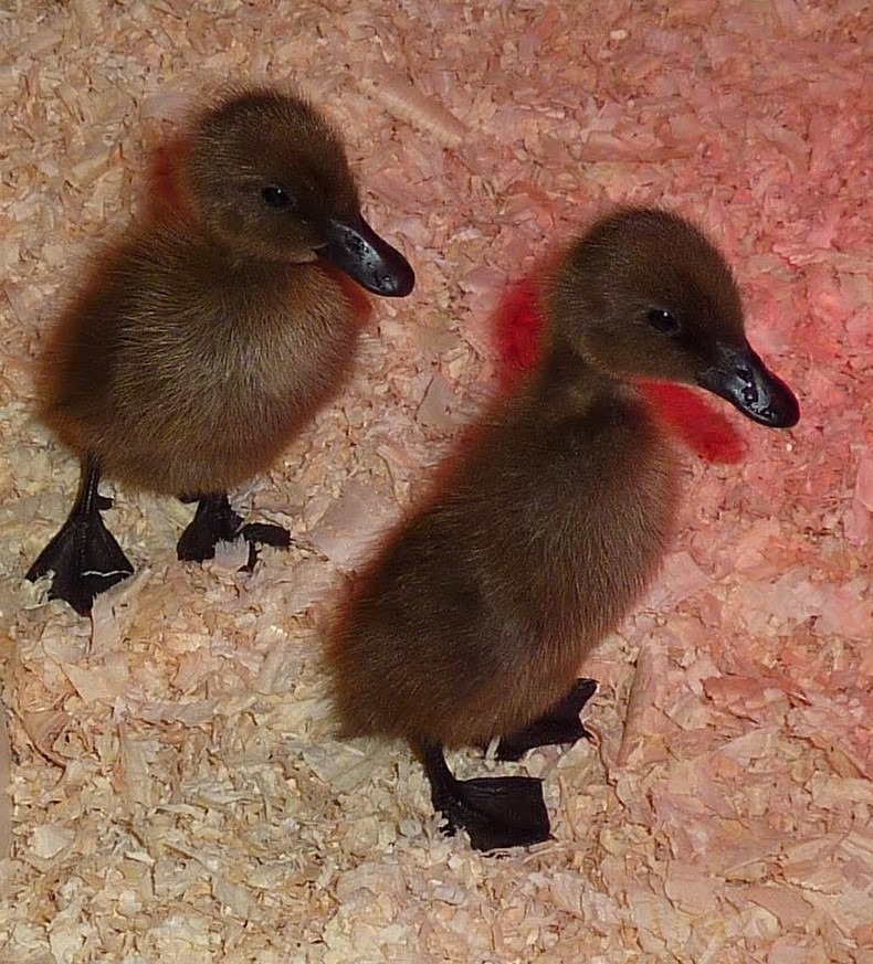 Chocolate Runner Duck Koops Coops