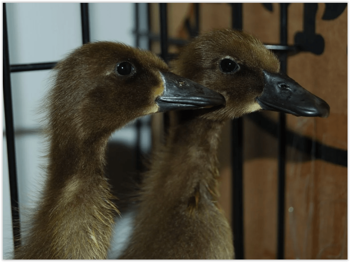 Chocolate Runner Duck Koops Coops