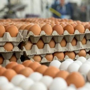 A Egg Production Chicken