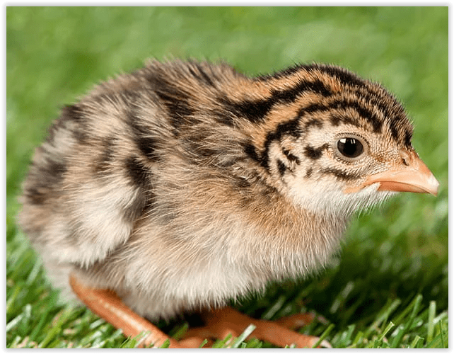 Guinea Variety Pack of 5 Koops Coops