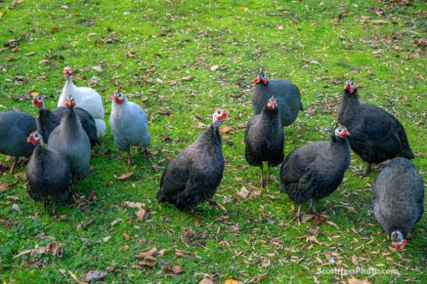 Guineas Group