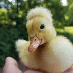 Assorted Crested Ducks