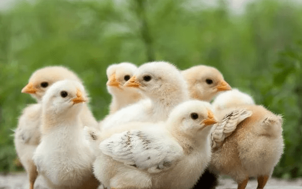 A Discounted 12 Chick Pack