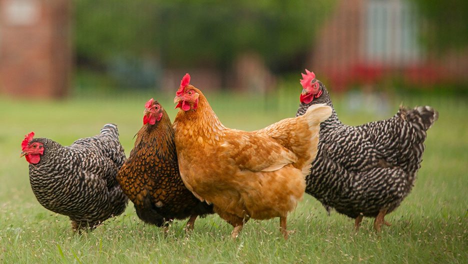 A Perfect First Flock