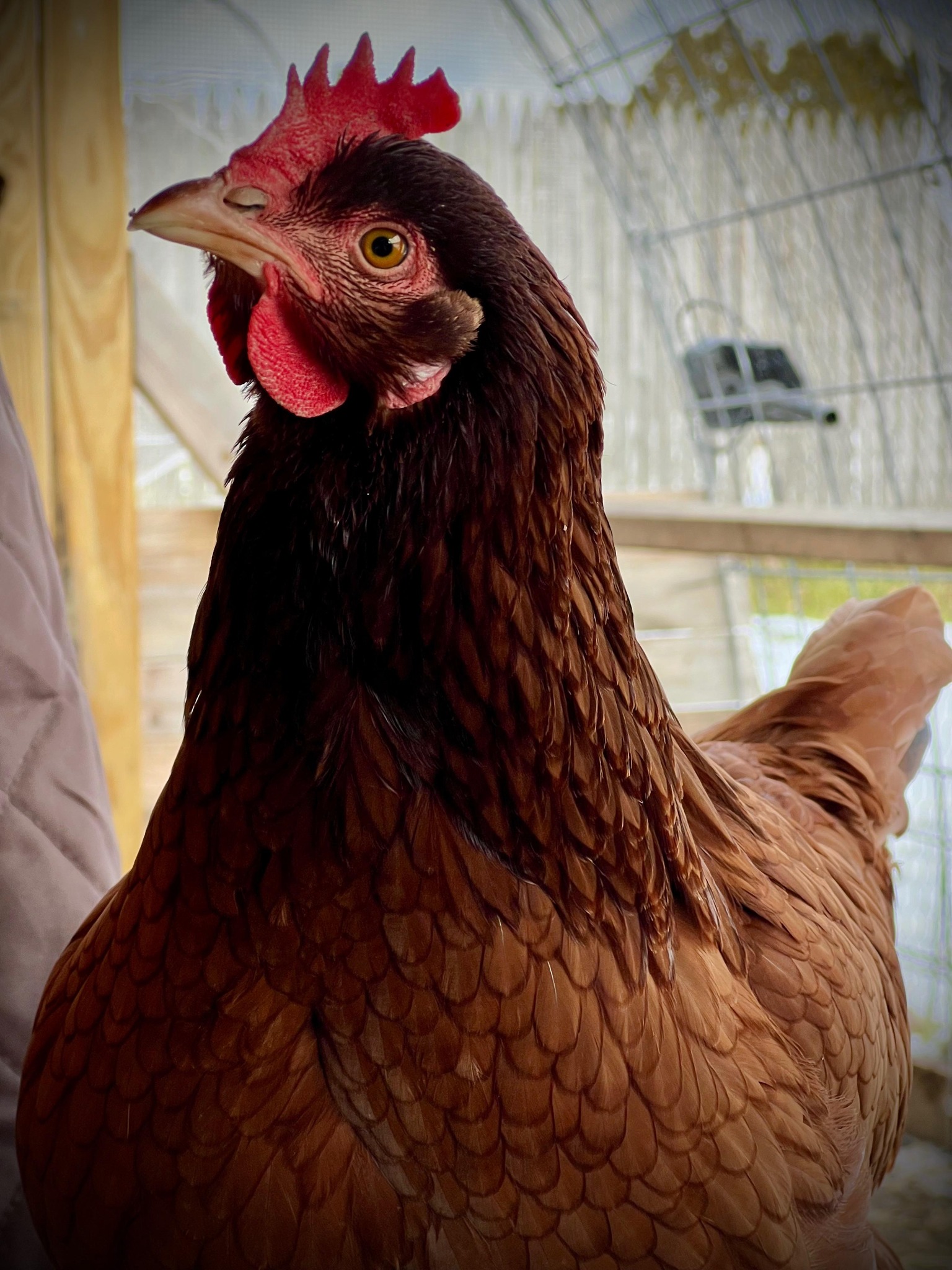Rhode Island Red