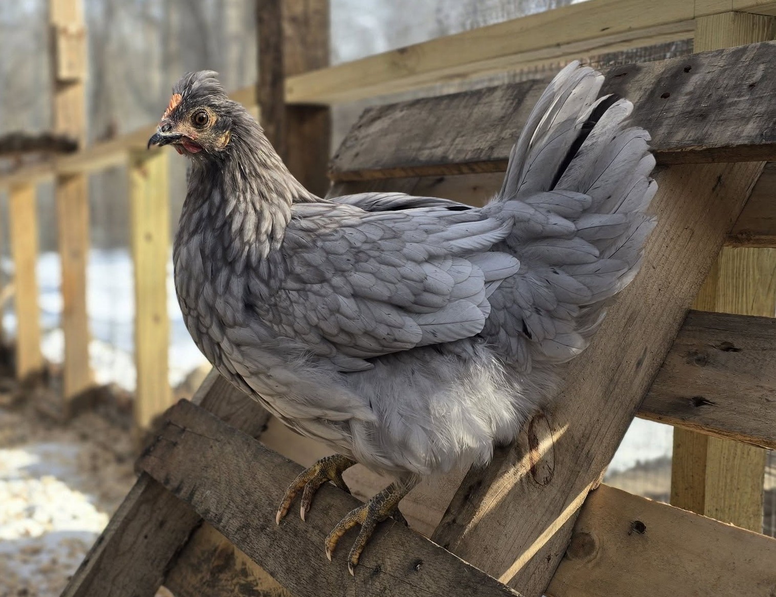 Olive Egger - Sapphire