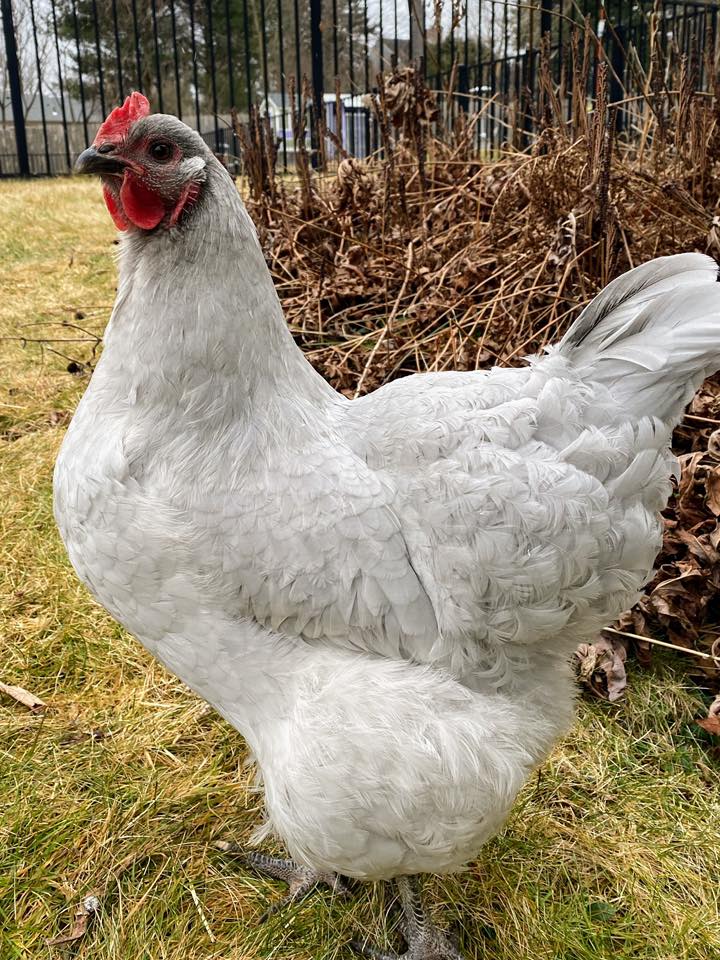 Orpington - Lavender